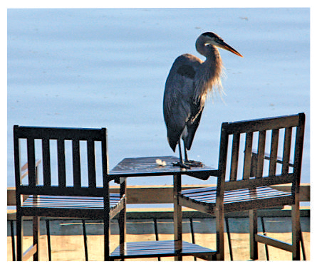 Heron on table