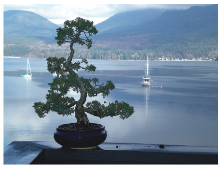 Spruce bonsai